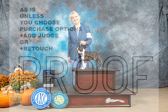 Boston Terrier #14 Sun BOW Judge Donnelle Richards_MJ_6281_Belton_2022_HR3