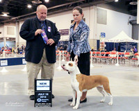 American Staffordshire Terrier #24 WB New Ch Wed Houston July 2012 PROOF