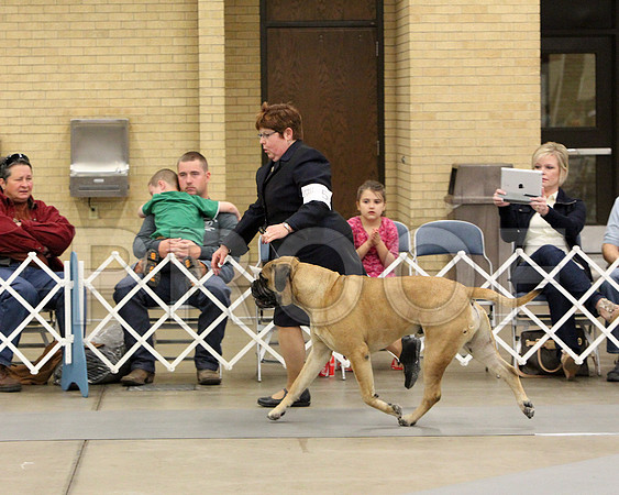 6-8VetSweeps-7250