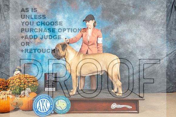 Bullmastiif #8 Sat BOWM Judge Steve Keating_MJ_5819_Belton_2022_HR3
