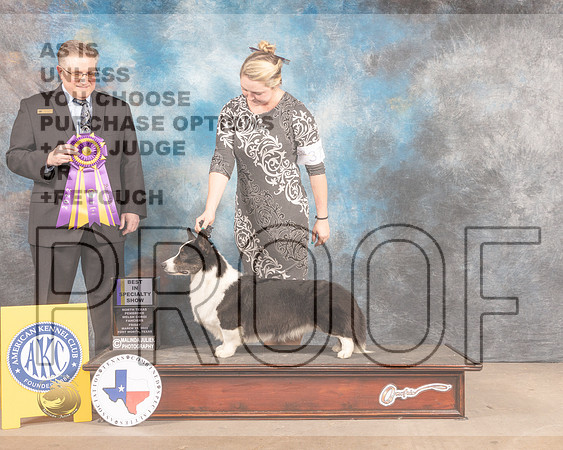 Cardigan Welsh Corgi #37 Fri BISS Judge Patrick Smith-MMJ_7570-FW2022-HR3