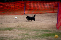 *Schipperke Percision Coursing Sat Longview WA 2024