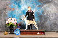Whippet #11 Sat OHBOB Judge Jeff Bazell r
