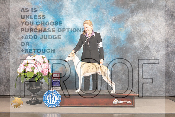 Whippet #11 Sat OHBOB Judge Jeff Bazell r_MJ_6933_Houston_2022_HR3