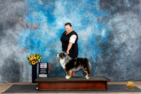 Miniature American Shepherd #6 Sat BOS Judge Rick Gschwender