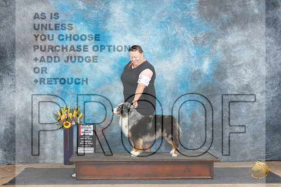 Miniature American Shepherd #6 Sat BOS Judge Rick Gschwender__JP_9700_Abilene_2024_HR3