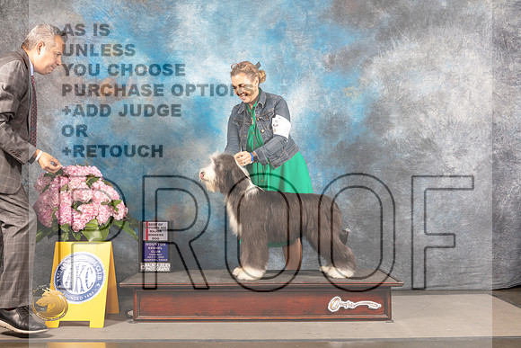 Bearded Collie #17 THUR WD BOS Major Judge John Wade_MJ_4261_Houston_2022_HR3