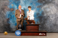 Dachshund Long Haired #29 WED SD Judge Joe Walton