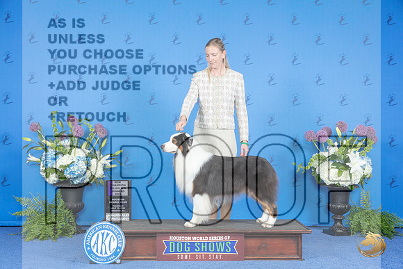 Australian Shepherd #31 THUR WD NC M Judge Nancy Liebes__JP_8345_Houston_2024_HR3