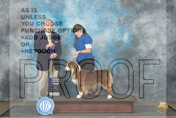 Australian Shepherd #18 Sat WB Judge David Bolus__JP_3453_Lubbock_2024_HR3