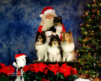 Robin Vogel Christmas Portrait Shetland Sheepdog