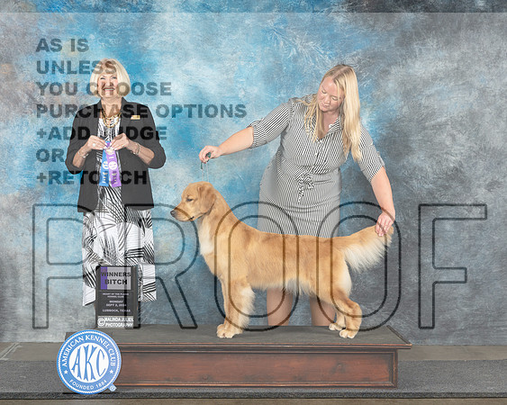 Golden Retriever #12 Mon WB Judge Debra Thornton-_JP_4417e_Lubbock_2024-HR3