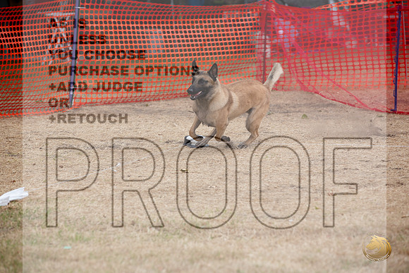 Precision Coursing Longview WA 2024 Belgian Malinois _JJL_3350_Longview WA_2024_HR3