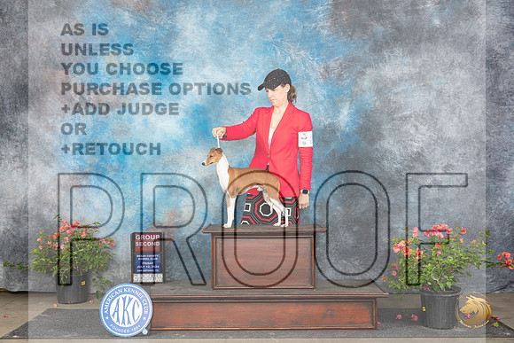 Italian Greyhound #21 Fri G2 Judge Wendy G Willhauck r__JP_6384_San Antonio_2024_HR3