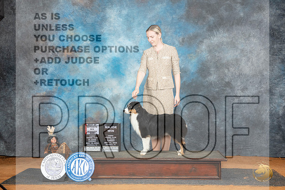 Miniature American Shepherd #9 Sun WDBOSM Judge Lisa Graser__JP_8519_MARSHALL_2024_HR3