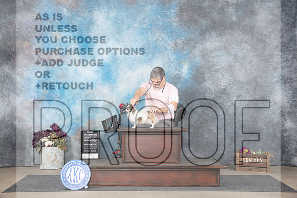 Chihuahua Long Coat #17 Sun WDBOWNCh Judge Joan Liebes__JP_7601_Belton_2024_HR3