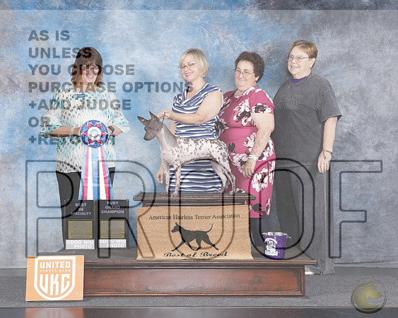 American Hairless Terrier #358 BISS AHTN Judge Sarah SchroederAmerican Hairless Terrier #358 BISS AHTN Judge Sarah Schroeder_WP_3088e-UKC Longview TX Aug 2025-HR3