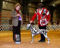 Dalmatian #16 Sat BOS New Ch