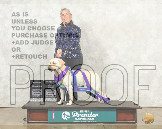 Labrador Retriever #216 Sun RCh Judge Jeanne Heger__MJ_9443_Premier_2022_HR3
