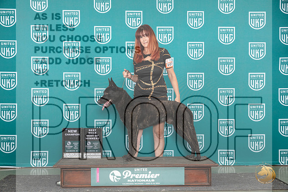 Dutch Shepherd # Sun CH BOW Judge Carianna Glenn__JP_2955_Premier_2024_HR3