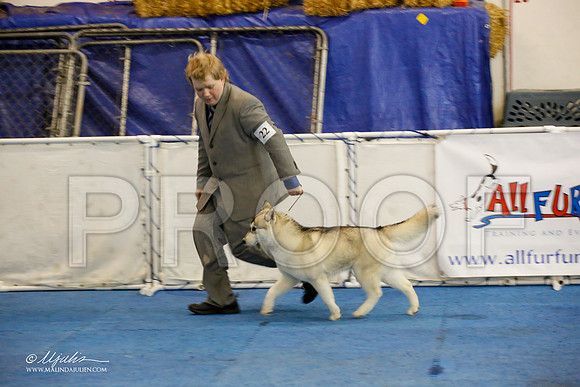 _M3_8807-AddisonHuskyMar2015-HR3