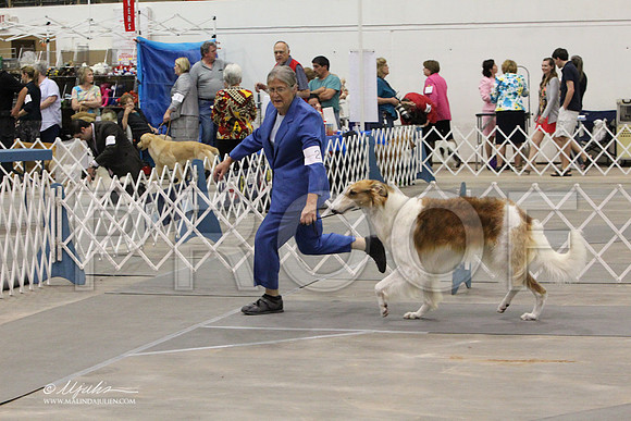 Borzoi-9654LR