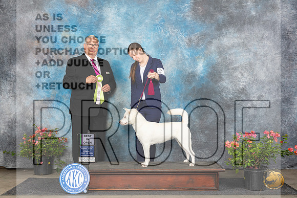 Kishu Ken #6 Sun BOpenShow Judge John Booth__JP_5990_San Antonio_2024_HR3