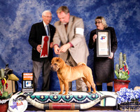 Chinese Shar-Pei #12 Fri Group 2 Anders Loretta and Karel Nijholt and Esmae Minne Judge C Trotter