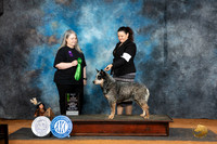 Australian Cattle Dog #7 Sun VBIS Judge Malinda Julien