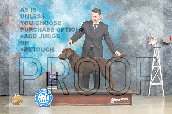 Labrador Retriever #17 Sat WD Judge Jill Warren _MJ_4443_Amarillo_2022_HR3
