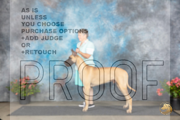 Great Dane # Fri r __JP_4719_San Antonio_2024_HR3