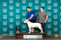 American Bulldog #773 Sat G3 Judge Lori Sargent