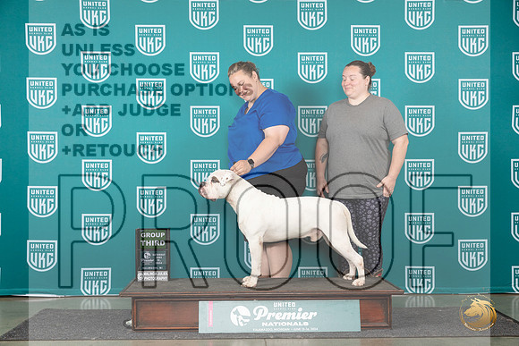 American Bulldog #773 Sat G3 Judge Lori Sargent__JP_2375_Premier_2024_HR3