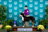 Greater Swiss Mountain Dog #117 Sat G1