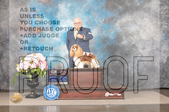 Cavalier King Charles Spaniel #15 Sun BOBOHBOB Judge Barbara Alderman_MJ_7825_Houston_2022_HR3