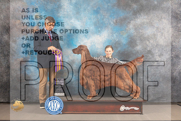 Irish Setter #7 WED BOB Judge Richard Powell_MJ_1947_Houston_2022_HR3