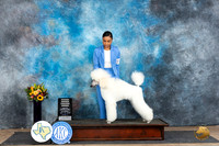 Poodle Std #10 Sat