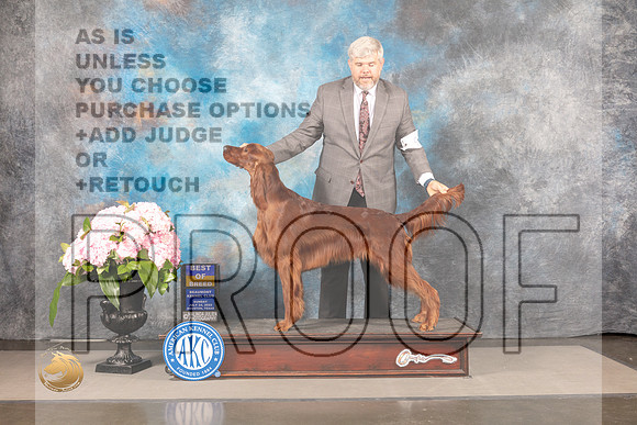 Irish Setter #9 SUN BOB Judge Steven Keating_MJ_8069_Houston_2022_HR3