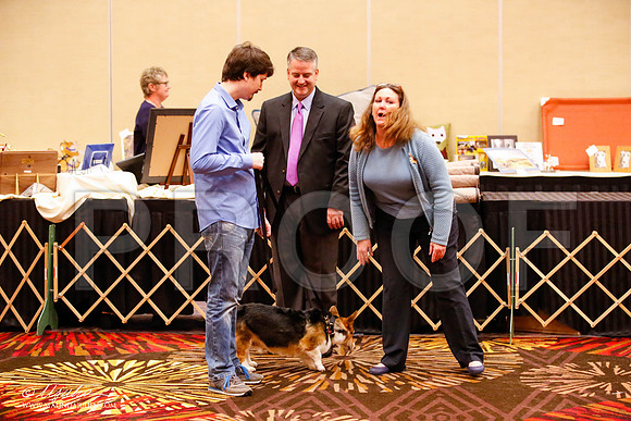 _JJ_0976-HstnCorgiFeb2015-HR3