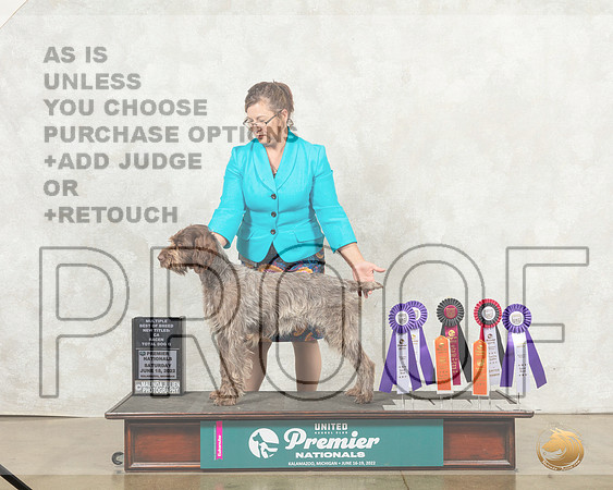 Wirehaired Pointing Griffon #271 Sun BOB__MJ_9171_Premier_2022_HR3