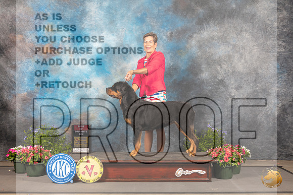 Rottweiler #10 Thur BOS Judge David Bolus_MJ_0009_SA_2022_HR3