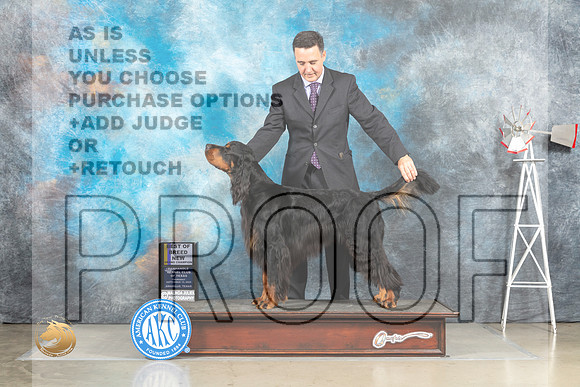 Gordon Setter #5 Sat BOBGr Judge Jill Warren_MJ_4676_Amarillo_2022_HR3