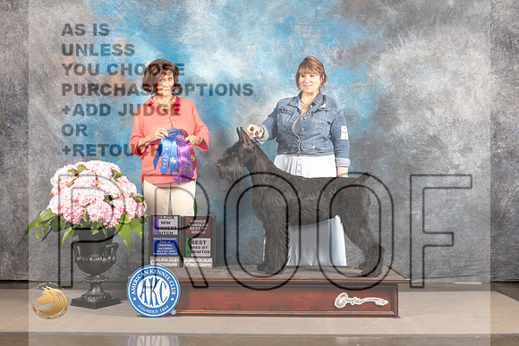 Schnauzer Giant #10 SAT WB BBB OHBB Major Judge Judi Boston_MJ_6766_Houston_2022_HR3