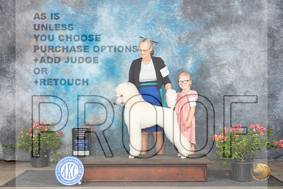 Poodle Std #23 Sun WDBOWM Judge Elizabeth ‘Beth’ Sweigart__JP_6180_San Antonio_2024_HR3