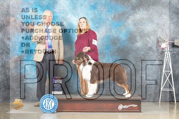 Australian Shepherd #17 Sun WDBOS Judge Eric Liebes_MJ_4926_Amarillo_2022_HR3