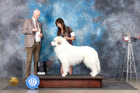 Great Pyrenees #7 Sat OHG4 Judge Jon Cole