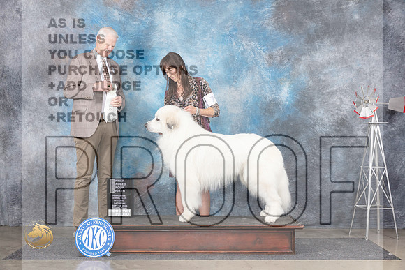 Great Pyrenees #7 Sat OHG4 Judge Jon Cole__JP_5899_Amarillo_2024_HR3