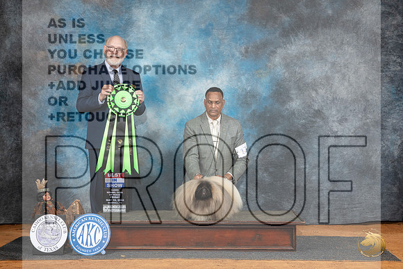 Pekingese #17 Fri BIS Judge Tim Robbins__JP_7491_MARSHALL_2024_HR3