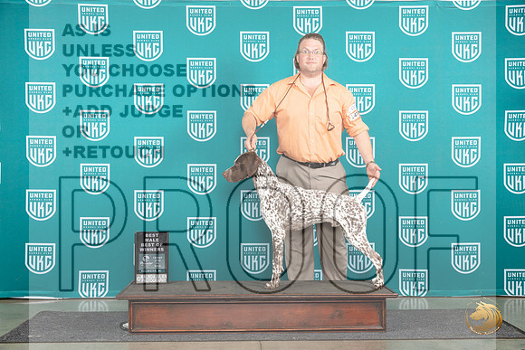German Shorthaired Poinnter #474 Fri BMBOW Judge Tracie Karsjens__JP_1565_Premier_2024_HR3