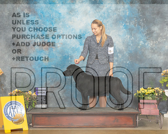 Labrador Retriever #24 Fri WB Judge Betty Pollock-MMJ_1339-NWARK2022-HR3